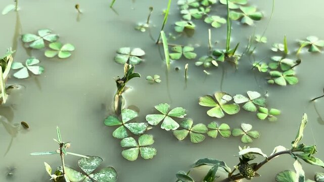 Green water clover leaves floating on the calm surface of murky water