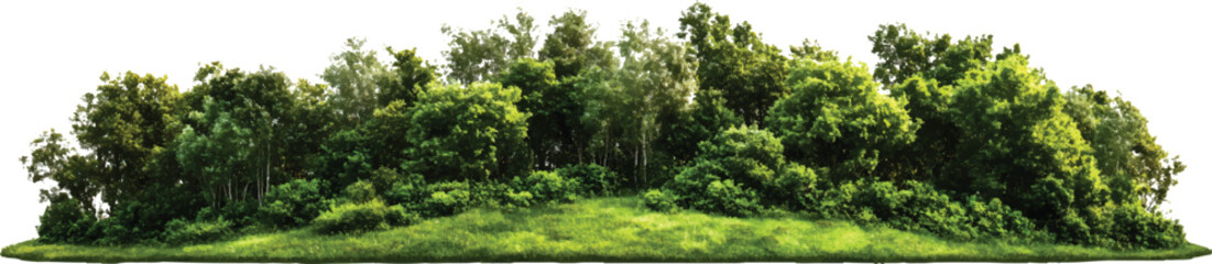 Fototapeta premium high-quality, ultra-realistic, green forest with trees and bushes, on a transparent background