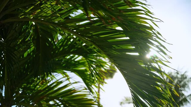 Palm tree leaves with bright sunlight flaring through in Miami, Florida. Close up detail of green tropical foliage against a clear sky background with lens flare.