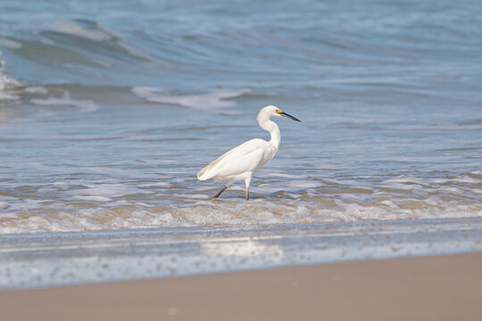 Gar&ccedil;a-branca-grande (Ardea alba)
