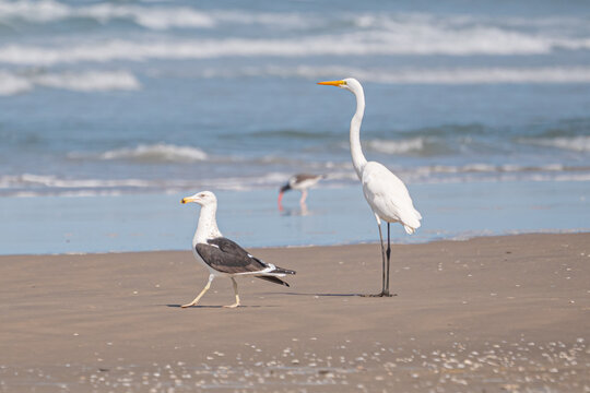 Gaivot&atilde;o (Larus dominicanus) e Gar&ccedil;a-branca-grande (Ardea alba)