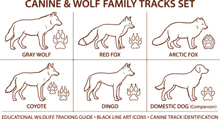 Canine and wolf family tracks set including gray wolf red fox arctic fox dingo dog. © Sadhin