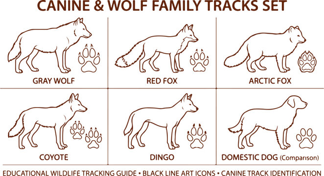 Canine and wolf family tracks set including gray wolf red fox arctic fox dingo dog.
