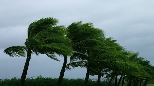 Palm trees bending dramatically under a stormy, overcast sky
