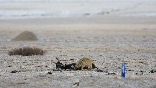 Wolfdog, locally called Khipshang, a natural hybrid of Wolf and a feral dog in Ladakh. Seen here is one feeding on a dead yak.