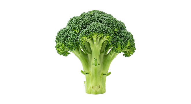 Fresh green broccoli head isolated on a clean white background