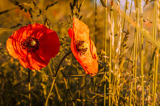 Mohnblumen Zeit.
