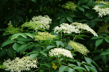 Czarny bez  © Adam