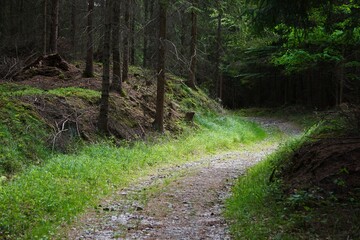 Leśna droga zmierzająca w głąb lasu. © Adam