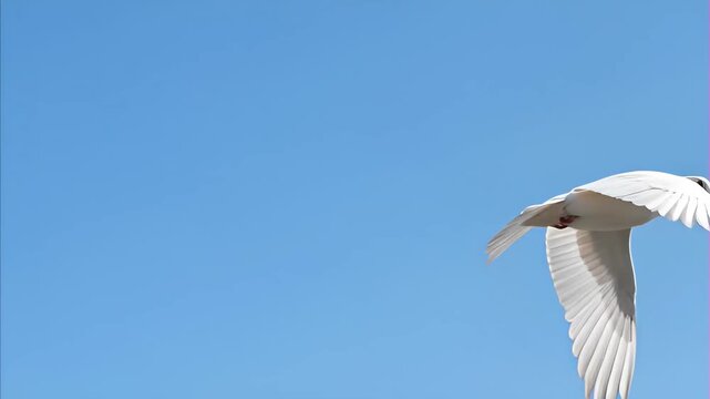 White dove in flight against clear blue sky, wings spread wide, bird soaring through vast open air on bright day, symbol of peace and spiritual grace, The Feast of the Holy Trinity Pentecost