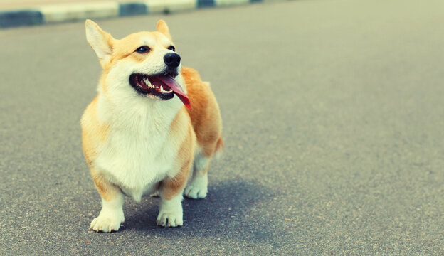 Beautiful happy young Welsh Corgi Pembroke dog walking in summer park