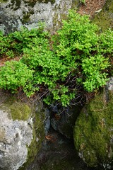 Krzak borówki czarnej (Vaccinium myrtillus) w ujęciu z bliska, bez owoców, ukazujący zielone liście i naturalną strukturę rośliny leśnej. Makro fotografia leśnej roślinności w jej wczesnej fazie wzros © Adam