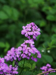 Wieczornik damski (Hesperis matronalis) – ozdobna roślina zielna o delikatnych kwiatach i charakterystycznym wyglądzie. Gatunek spotykany w ogrodach, na łąkach, przy drogach. © Adam