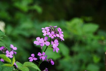 Obraz premium Wieczornik damski (Hesperis matronalis), roślina z rodziny kapustowatych