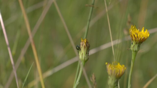 Shiny Green Leaf Beetle Resting on Meadow Hawkweed Bud - 4K Slow Motion Shot