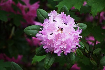 Obraz premium Różanecznik (Rhododendron)