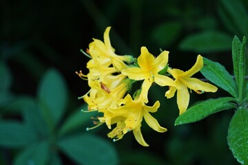 Fototapeta premium Różanecznik żółty (Rhododendron luteum)