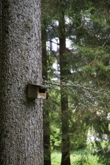 Pionowe ujęcie małego karmnika dla ptaków zamontowanego wysoko na pniu sosny, wśród leśnej zieleni. Drewniany domek dla ptaków w naturalnym środowisku leśnym. © Adam