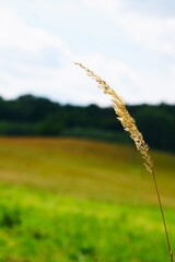 Źdźbło trawy i las © Adam
