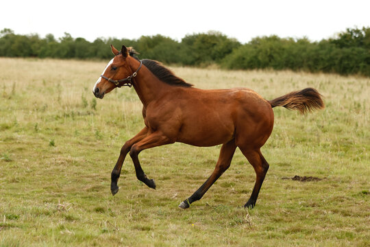 Young foal cantering in the field. Thoroughbred horse stud bred for racing. Equestrian. 