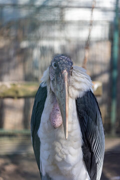 A front-facing close-up portrait of a marabou stork, Leptoptilos crumenifer, displaying its large beak and gular sac, standing outdoors against a blurred wire mesh fence in bright daylight.