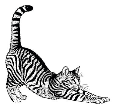 Engraving illustration of a tabby cat depicting a stretching pose for pet and animal design