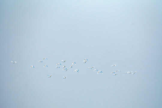Flock of White Birds Soaring Across Clear Light Blue Sky