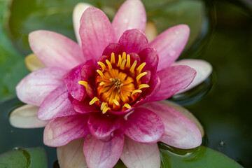 Fototapeta premium Pinke Seerose in voller Blüte auf ruhigem Teich mit grünen Seerosenblättern