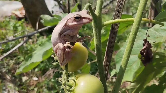 Macro shot of a glistening brown tree frog perched comfortably on a tomato plant with a developing fruit