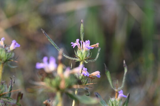 Hygrophila auriculata plant. It&nbsp;is a herbaceous, medicinal plant in the&nbsp;acanthus family&nbsp;that grows in marshy places and is native to tropical Asia and Africa. Asteracantha longifolia.