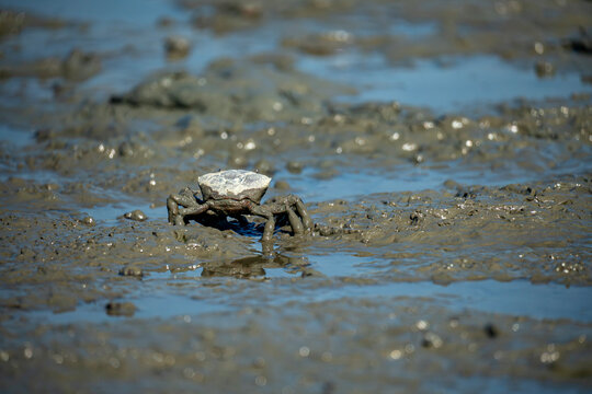 Mud Crab (Scylla serrata) Crawling on Wet Mudflat Habitat