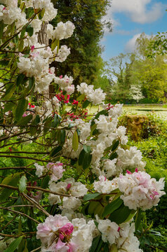 Rhododendron in Altamont Gardens, Co. Carlow, Ireland