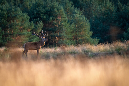 Proud red deer stag standing in a field at sunset, De Hoge Veluwe National Park, Netherlands. Majestic wildlife portrait.