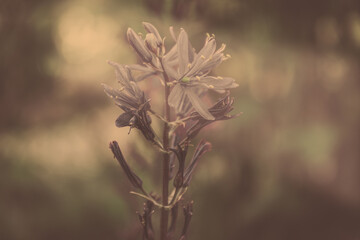 Blume in der Mitte Bokeh natürlich Hintergrund unscharf  © Gisela
