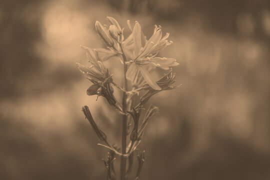 Blume in der Mitte Bokeh nat&uuml;rlichmit Lichtschein monochrom