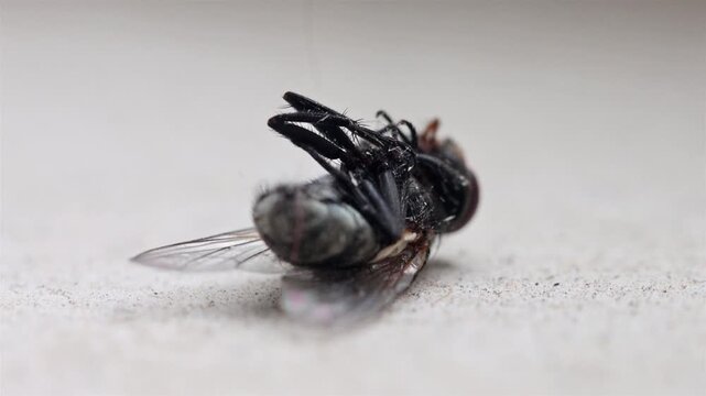 Macro photo of a housefly lying on its back and moving its legs on a dusty surface