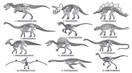 Dinosaur Skeletons Collection: Tyrannosaurus Rex, Triceratops, Stegosaurus, Velociraptor © Salon