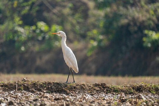 Cattle Egret (Bubulcus ibis) Standing in Rural Agricultural Field