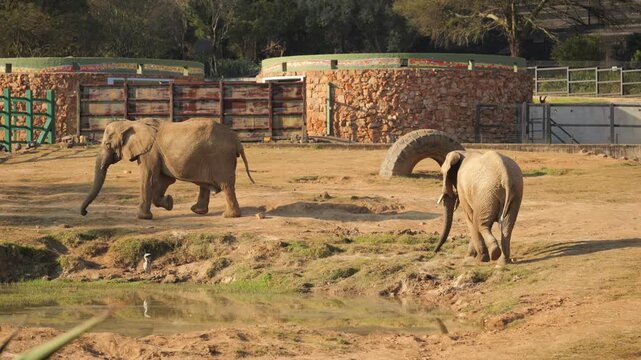 Two elephants walk quickly across zoo enclosure with large waterhole, stone buildings and metal fences
