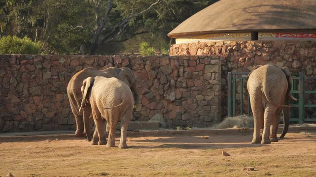 Three elephants eagerly eat fresh leaves and citrus fruit thrown into zoo enclosure