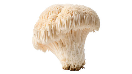 Single fresh wild lion mane mushroom hericium erinaceus medicinal fungus isolated on transparent background © novara-png