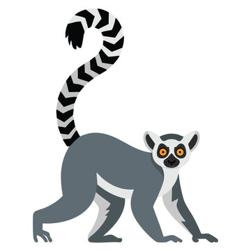 Ring Tailed Lemur Lemur catta african native animal side angle view vector illustration in flat style isolated on white background for safari designs.