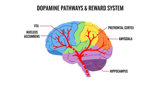 Dopamine Pathways and Reward System in Human Brain.