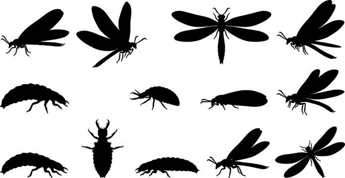 Antlion insect silhouette collection set featuring both larval and winged adult forms