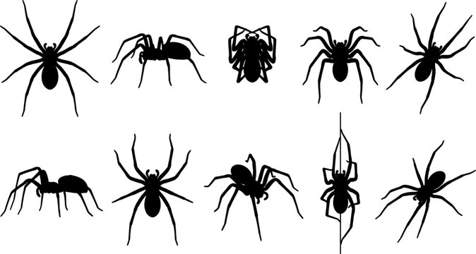 Arachnid variety pack containing silhouettes of various spiders in top down view collection set