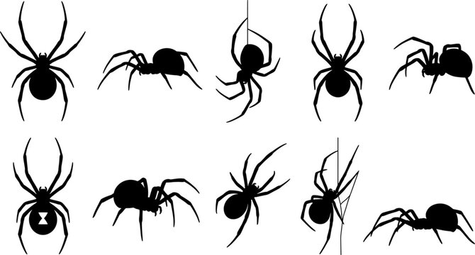 Black widow spider silhouette set showing venomous arachnids crawling and hanging from silk webs