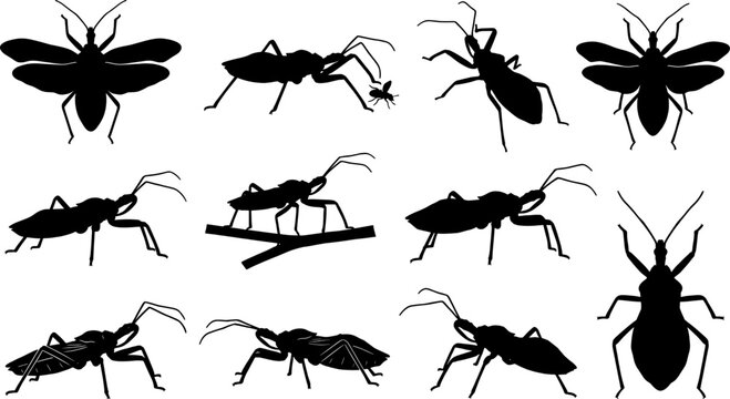 Bundle of assassin bug silhouettes showing predatory reduviidae insects in hunting and resting poses