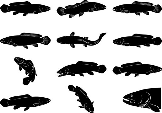 Bowfin fish silhouette collection featuring primitive aquatic species swimming in diverse orientations for biology