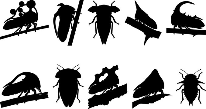 Bundle of exotic treehopper silhouettes with unique thorn-like structures on plant stems