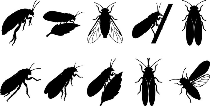 Bundle of psyllid jumping plant lice silhouettes in various resting and feeding poses
